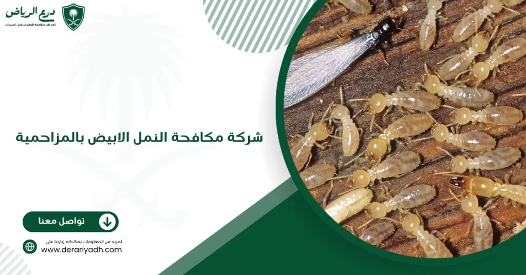 شركة مكافحة النمل الابيض بالمزاحمية