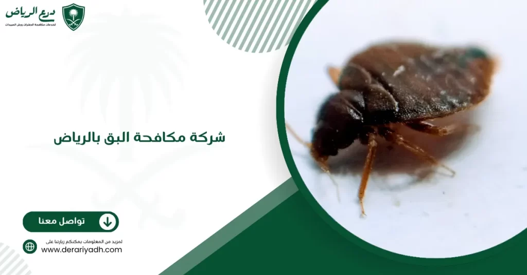 شركة مكافحة البق بالرياض