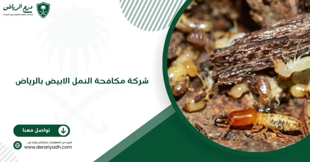 شركة مكافحة النمل الابيض بالرياض