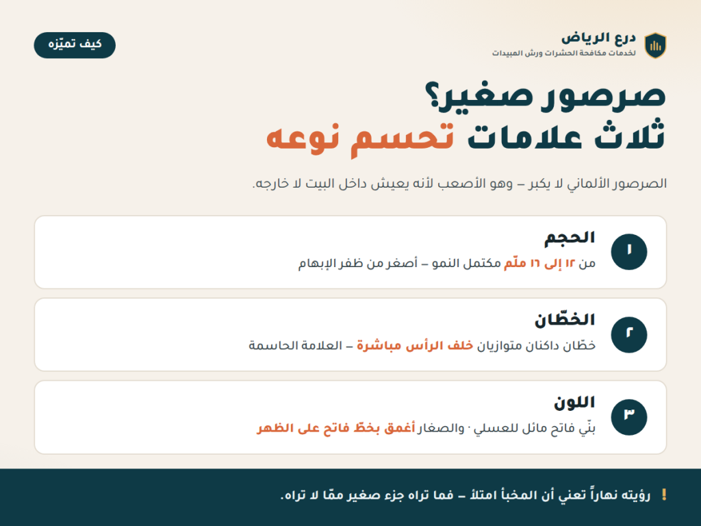 ثلاث علامات لتمييز الصرصور الألماني: الحجم ١٢–١٦ ملّم، وخطّان داكنان خلف الرأس، ولون بنّي فاتح